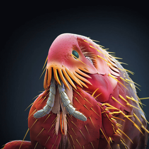 Thee Oh Sees : Clearly Invisible